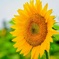 元気の出る花