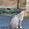 猫の黄昏