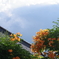 好きな花と夏の空