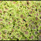 _IGP1248a