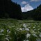 岡田の谷の半夏生園