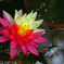 睡蓮　花　小路いろは　IMG_0651a