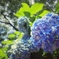 紫陽花