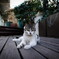 1933 shanghai~kitten