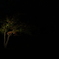 夜
