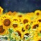 7.11 突然の雨２（向日葵）