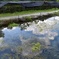 青空映る虹鱒の池