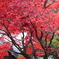 根香寺の紅葉2010年秋