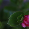 花　その200