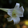 White trumpet