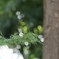 夏らしい草