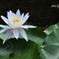 蓮の花②