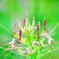 Cleome