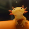 土管の上のウーパールーパー