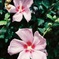 夏の花