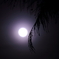 椰子の木　三題　　十四夜の風・・