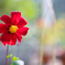 何年か前に植えた赤い花