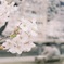 また見たい光景（４月撮影）
