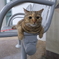 くつろぐ猫
