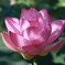 蓮の花