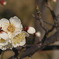 開花