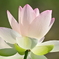 蓮の花