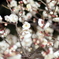 Early Bloom