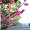 花1