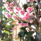 花2
