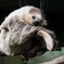 ナマケモノ