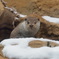 カワウソ