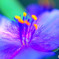 花芯のゆらめき