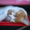 人間は猫の世界に住んでいる