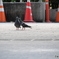 鳩のカップル
