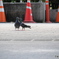 鳩のカップル2