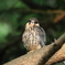 チゴハヤブサ幼鳥