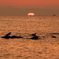 由良海岸の夕焼けとカモメ