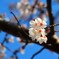 青空の中の桜