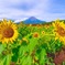 夏と富士山（５）