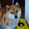 イケ犬（ケン）！