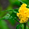 鶏頭の花