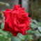 薔薇