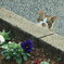 いつかの猫