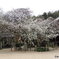 大宝寺　うば桜
