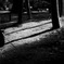 Bamboo Shadow
