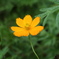 一輪の花