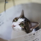 家の猫ちゃん