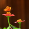 蜜を求めて