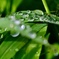 雨上がりの朝