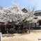 西法寺の、薄墨桜。